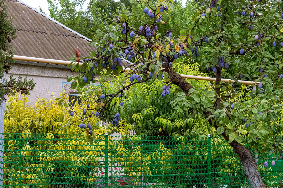 Ako založiť malý ovocný sad